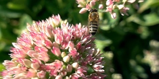 蜜蜂采集花蜜，慢镜头