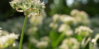 在森林中摇曳的新鲜白花的多莉拍摄
