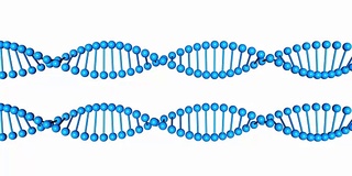 两个蓝色的DNA分子在白色背景上旋转。三维渲染