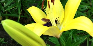 大黄蜂坐在一朵黄色的百合花上