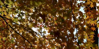 漫步在枫叶下的秋日公园