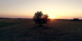 孤独的树在田野日落，航拍视频在运动
