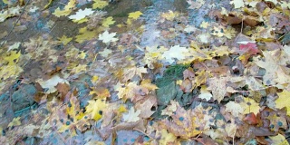 枫叶被水倒在地上