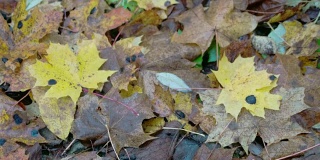 秋天，散落在地上的枫叶
