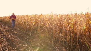 玉米田的资深农民视频素材模板下载