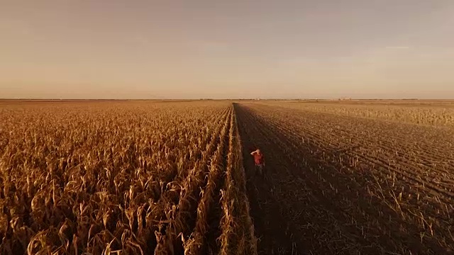 玉米田的资深农民