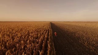 玉米田的资深农民视频素材模板下载