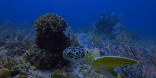 玛雅珊瑚礁潜水和绿海龟游泳在加勒比海附近的阿库马尔湾-里维埃拉玛雅/科苏梅尔，金塔纳罗奥，墨西哥