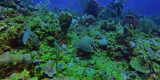 在加勒比海美丽的珊瑚礁上潜水-伯利兹堡礁/龙涎香礁