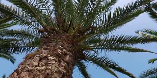 在棕榈树下移动的摄像起重机，4k