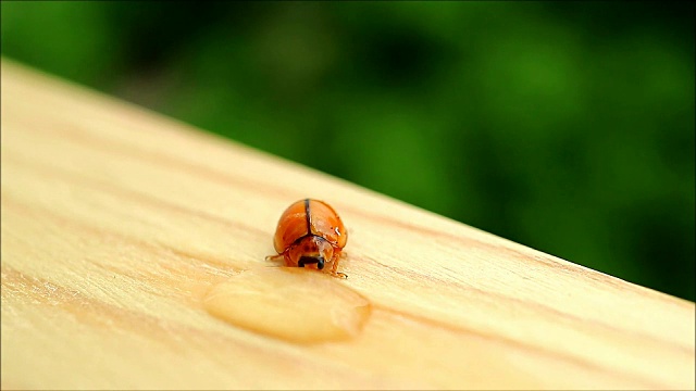 一只红瓢虫正在喝花园桌子上的水滴