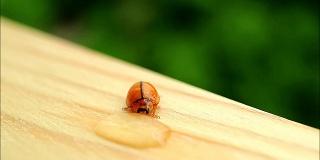 一只红瓢虫正在喝花园桌子上的水滴