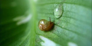 小蜗牛爬在绿叶上向水珠滴去，掰开水珠，慢慢地喝水