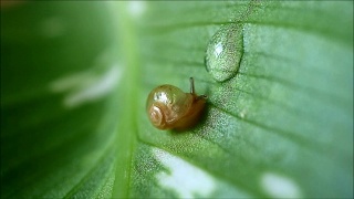 小蜗牛爬在绿叶上向水珠滴去，掰开水珠，慢慢地喝水视频素材模板下载