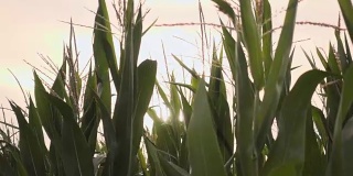玉米在日落时被风吹动的慢动作视频