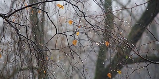 秋天的森林里，雨滴落在树枝上