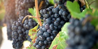 葡萄园红酒葡萄在葡萄树上在酿酒厂。