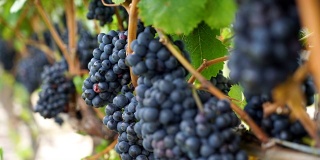 葡萄园红酒葡萄在葡萄树上在酿酒厂。