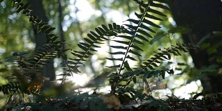 银色的阳光照耀着森林里野生蕨类植物的小径