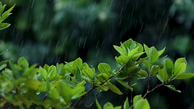 近距离观察热带雨水下的嫩绿嫩绿的落叶枝桠，大自然的雨声包含了环境声，4K Dci分辨率