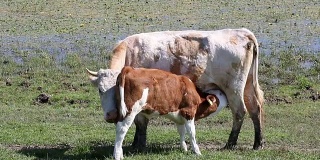 在田间耕作中吸奶的小牛