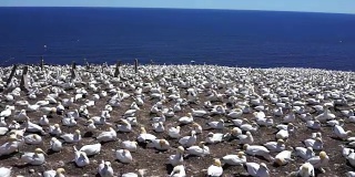 在悬崖上鸟群俯瞰白色塘鹅筑巢，在加拿大魁北克省佩尔塞的博纳旺蒂尔岛上飞行，行走