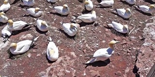 俯瞰白色塘鹅殖民地筑巢在悬崖上的博纳旺蒂尔岛，魁北克省，加拿大由加斯比西，加斯比与一只鸟走