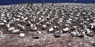俯瞰白色塘鹅殖民地筑巢在悬崖上，飞行，行走在博纳旺蒂尔岛在Perce，魁北克，加拿大加斯比西，加斯比地区