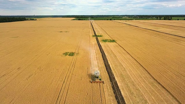 鸟瞰图:联合收割机在大片金黄色的田野上收割小麦。农业景观。