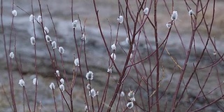 初春柳树开花