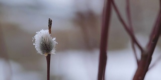 开花柳树在早春特写