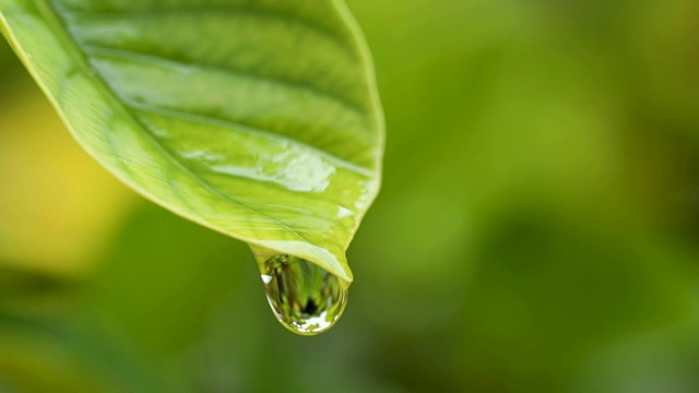 水雨滴与新鲜的绿叶为自然背景，近距离露珠从树叶上落下，4K Dci分辨率