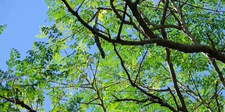 4K绿叶在树上的风与清澈的蓝天白云在泰国