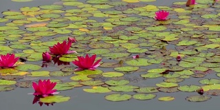 湖上的绿色睡莲