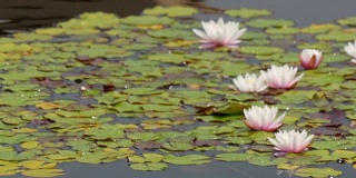 湖面上漂浮着白色和粉色的睡莲