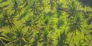 空中的:森林中繁茂的棕榈树，有绿色的树冠和狭窄的树干