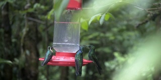 colibri喂鸟器