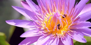 近距离观察莲花上的蜜蜂