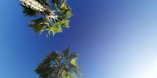 在蓝天下穿过棕榈树
