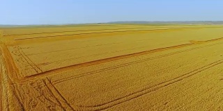 鸟瞰图之间的地平线晴朗的天空和金色的麦田背景全高清