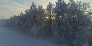 鸟瞰图:冬日日出时，金色的阳光穿过雾蒙蒙的树木