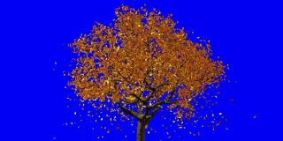 树叶出现在树上，它们变黄，然后脱落。蓝色屏幕。