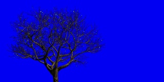树叶出现在树上，它们变黄，然后脱落。春季到秋季季节变化的概念。蓝色屏幕。
