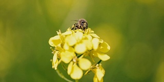 蜜蜂从芥菜花蜜中采集花蜜的慢动作。