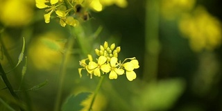 蜜蜂从芥菜花蜜中采集花蜜的慢动作。