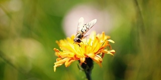 黄蜂采集花蜜的慢动作。