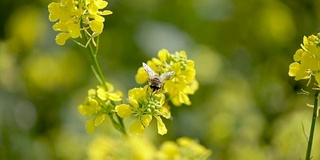 蜜蜂从芥菜花蜜中采集花蜜的慢动作。