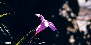 单朵紫花在风中