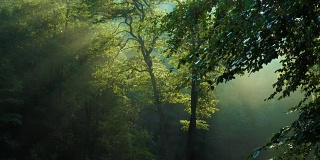 清晨森林里的树木在雨后升起了阳光