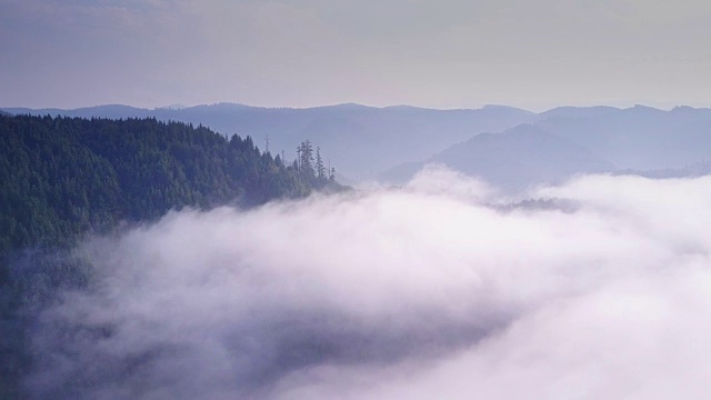 航拍加利福尼亚海岸红杉